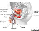 Male reproductive anatomy