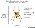 Arachnids - basic features