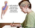 Left cerebral hemisphere - function