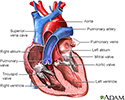 Heart valves - anterior view
