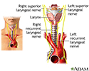 Nerves of the larynx