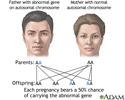 Autosomal dominant genes