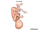 Fetus at 16 weeks