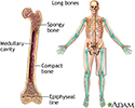 Long bones
