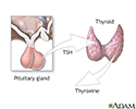 Pituitary and TSH