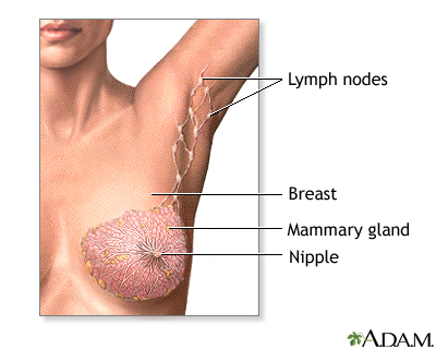 Mastectomy - series - Normal anatomy